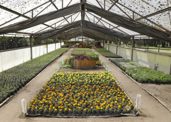 El vivero porteño suma 70 mil flores a las plazas y parques de la Ciudad