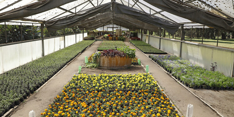 El vivero porteño suma 70 mil flores a las plazas y parques de la Ciudad