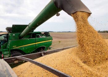 La liquidación de divisas de la agroexportación se desplomó un 75% en septiembre