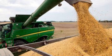 La liquidación de divisas de la agroexportación se desplomó un 75% en septiembre
