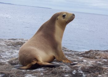 La gripe aviar mata a más de 900 focas y leones marinos en el sur de Brasil