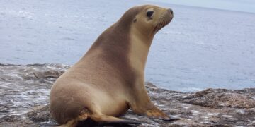 La gripe aviar mata a más de 900 focas y leones marinos en el sur de Brasil