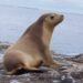 La gripe aviar mata a más de 900 focas y leones marinos en el sur de Brasil