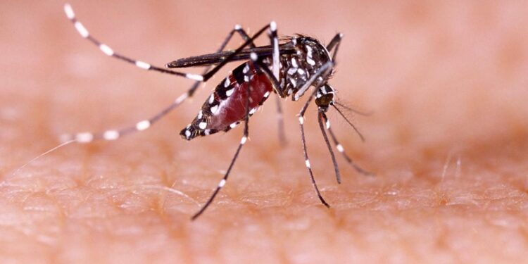 Dengue: el Gobierno reunió a todos los ministros de Salud y coincidieron en que aún se desconoce la eficacia de la vacuna