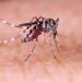 Dengue: el Gobierno reunió a todos los ministros de Salud y coincidieron en que aún se desconoce la eficacia de la vacuna